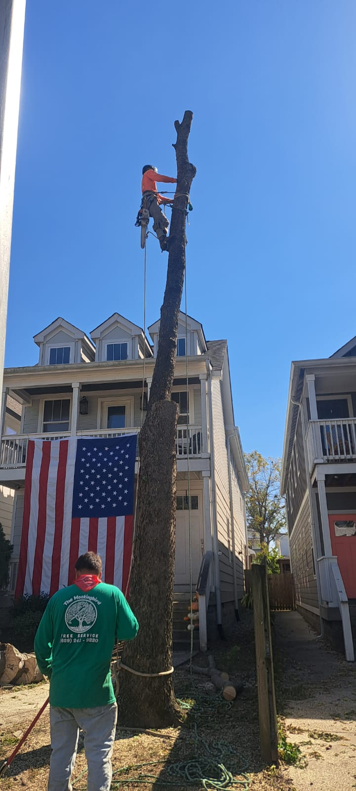 Professional tree service worker on tall trunk with American flag