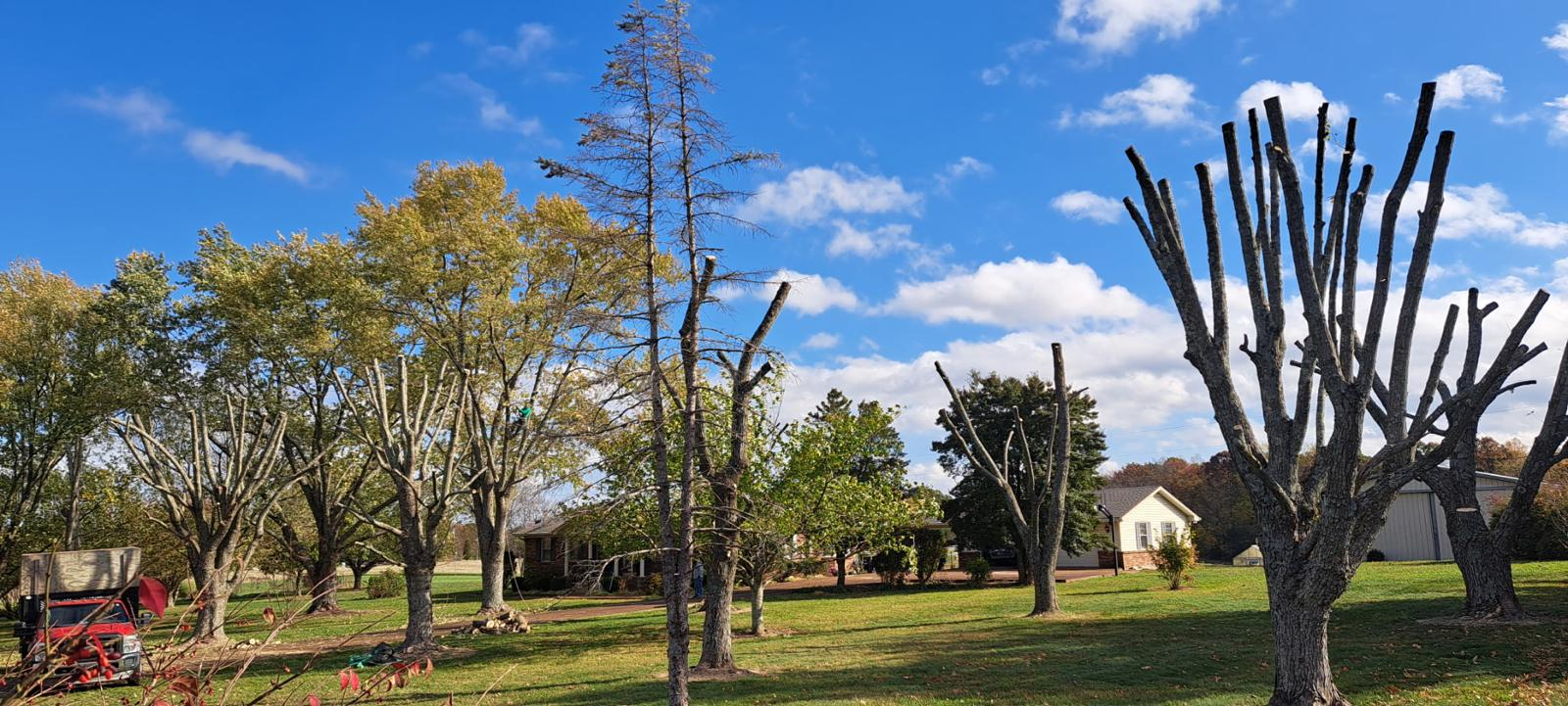 Tree trimming and pruning service Nashville TN - certified arborist at work